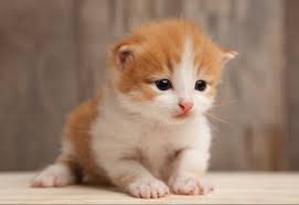 Lab Leasing Solutions logo